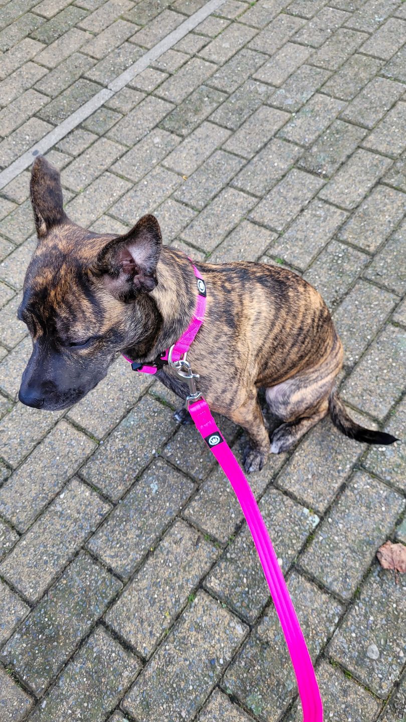 Customer photo review of 2.5cm Combat® Collar | With Handle & Rated Clip - Magentas v2.0