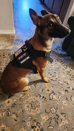 Customer photo review of 10-In-1 Tactical K9 Harness System - Full Set Dog Harness Bundle (Includes: Tactical No-Pull Dog Harness + Bungee Leash + Collar + MOLLE Pouches + First Aid Kit + 12 Hook & Loop Patches + Dog Goggles + Safety Belt + Travel Water Bowl + Dog Waste Bags)