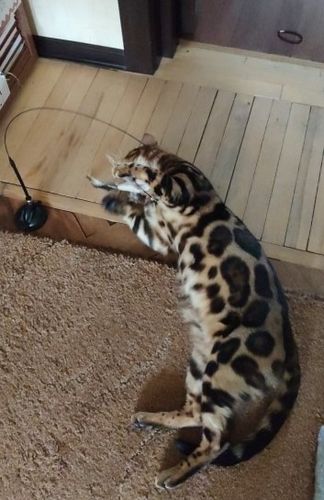 Customer photo review of Interactive Bird Simulation Cat Toy Set