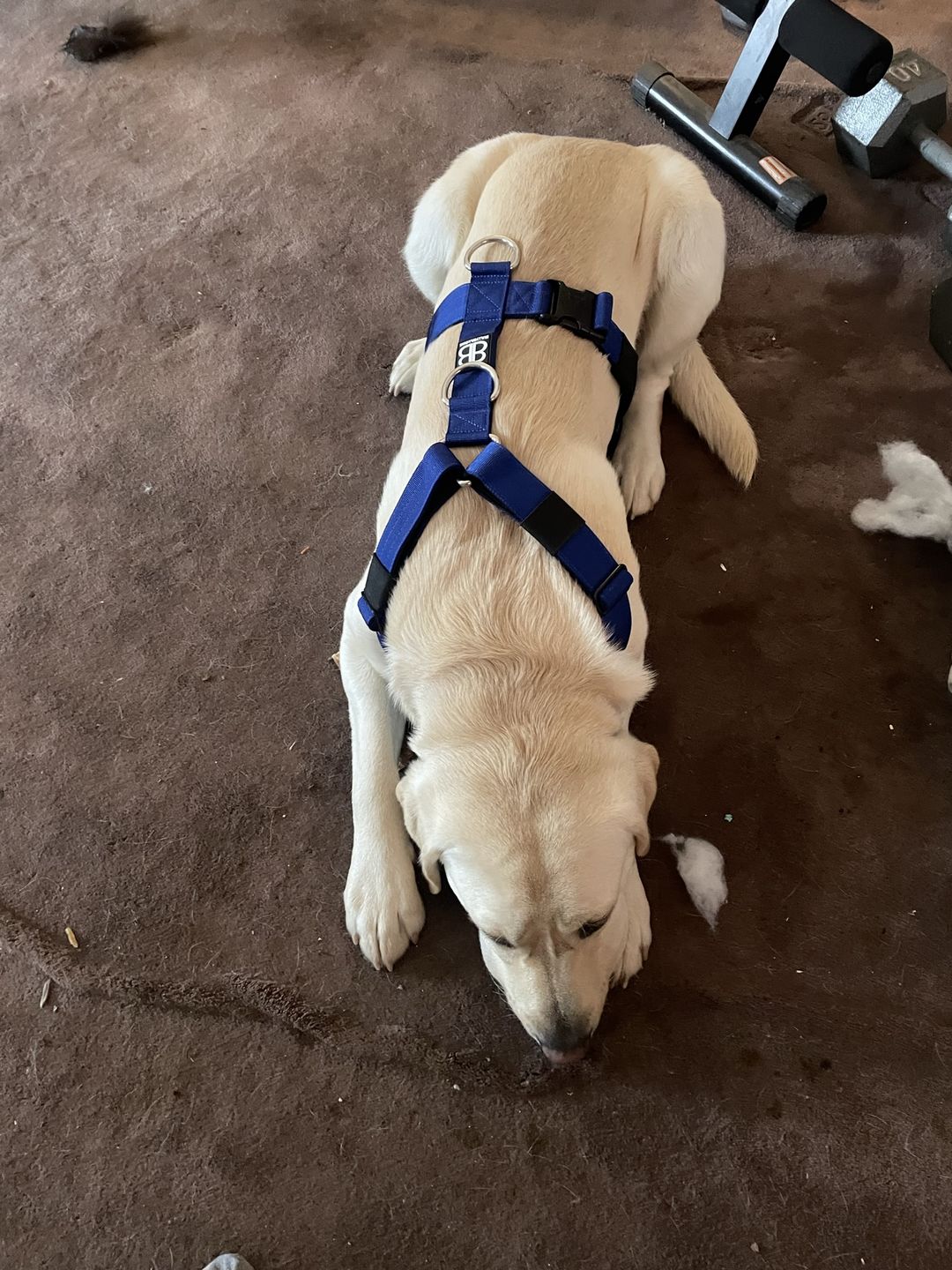 Customer photo review of TRI-Harness® | Anti-Pull, Adjustable & Durable - Dog Trainers Choice -  Blue v2.0