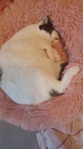 Customer photo review of Puppery Hundebett Wolke 7 - Das Original