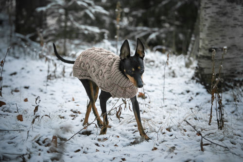 Customer photo review of Handmade Knit Sweater Taupe for Dogs
