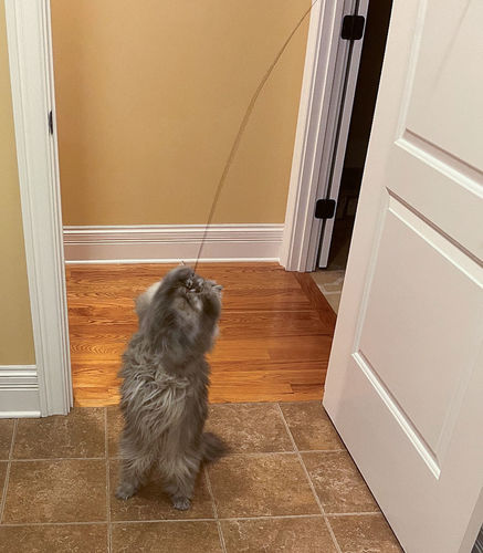 Customer photo review of Interactive Bird Simulation Cat Toy Set