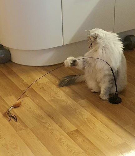 Customer photo review of Interactive Bird Simulation Cat Toy Set
