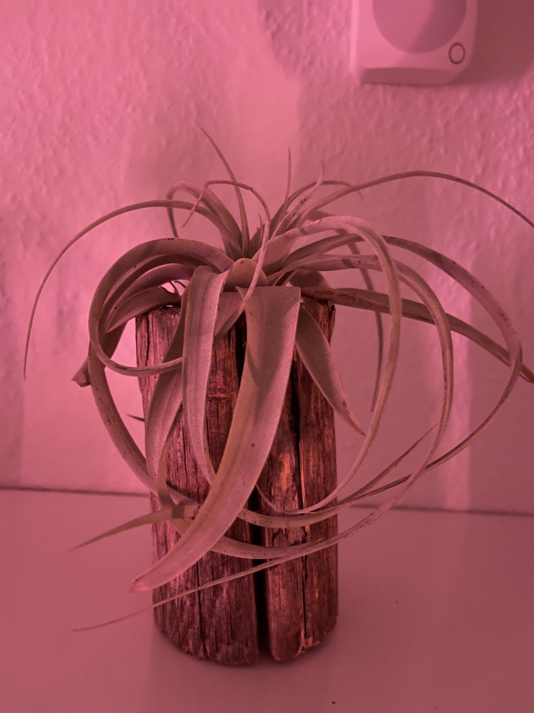 Customer photo review of Tillandsia xerographica 'Bonsai'