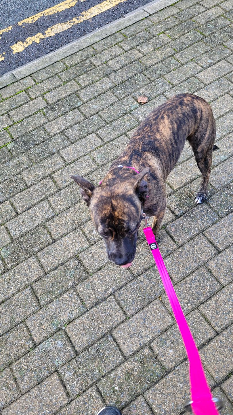 Customer photo review of Double Ended Training Lead | All Breeds - Durable & Soft 2m Lead - Magentas