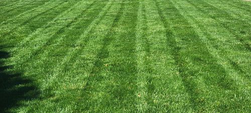 Customer photo review of GCI Turf Cool Blue Grass Seed