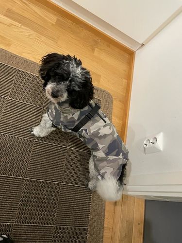 Customer photo review of Visibility Winter Jacket Camo for Dogs