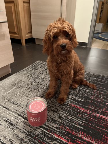 Customer photo review of Lucky Belly