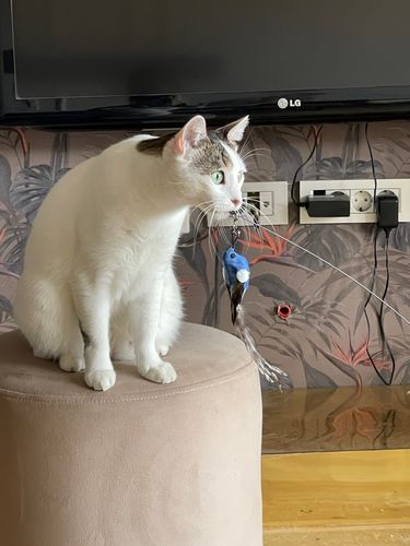Customer photo review of Interactive Bird Simulation Cat Toy Set