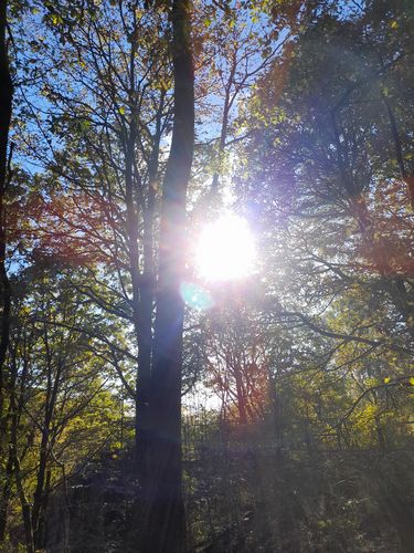 Customer photo review of Sugar Free Bears