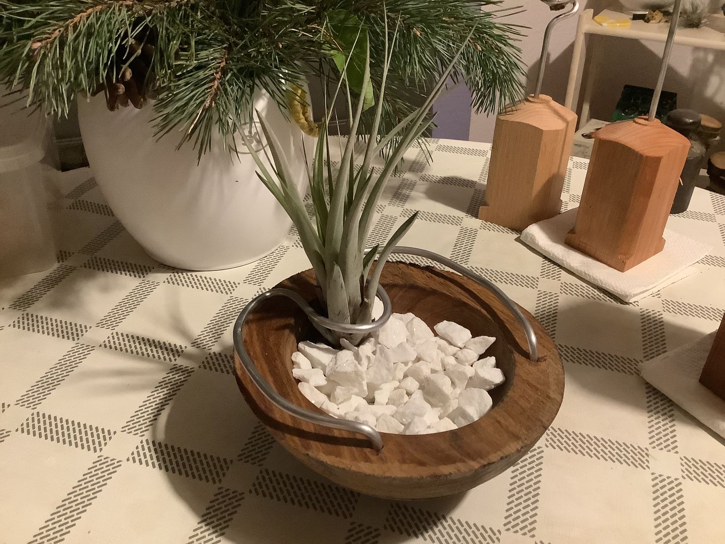 Customer photo review of Tillandsia fasciculata