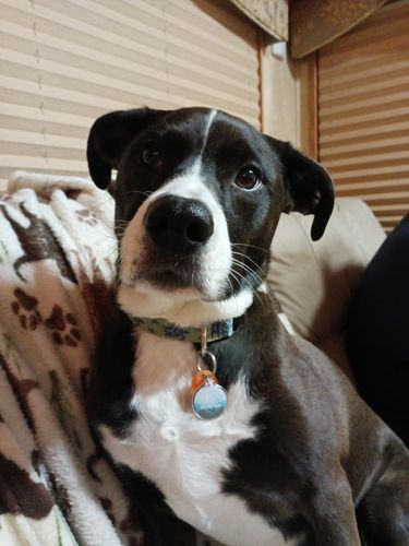 Customer photo review of Explorer