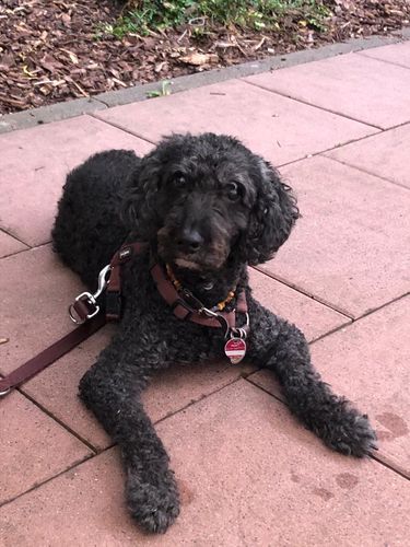 Customer photo review of Lucky Belly