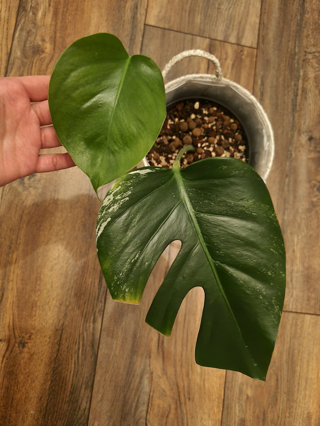 Customer photo review of MONSTERA BORSIGIANA VARIEGATA