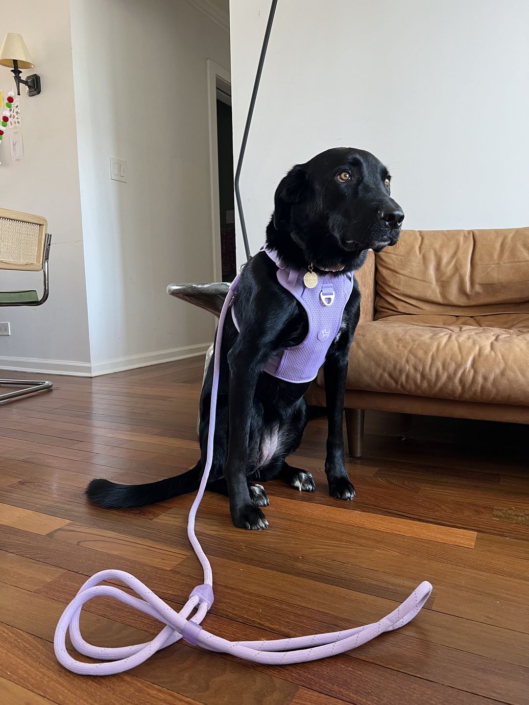 Customer photo review of Commuter Harness and Leash Set