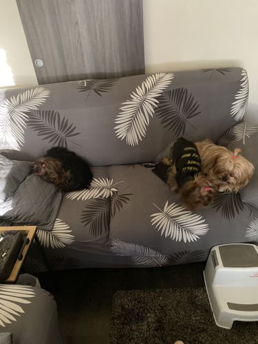 Customer photo review of Exotic Grey - Housses Extensibles de Fauteuil et Canapé