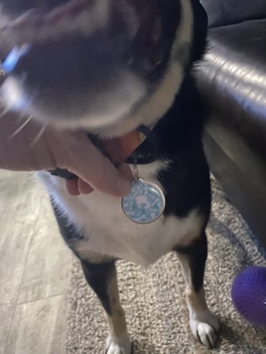 Customer photo review of Paw & Bones