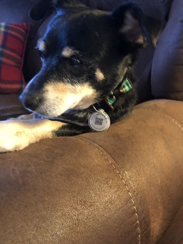 Customer photo review of Fetch