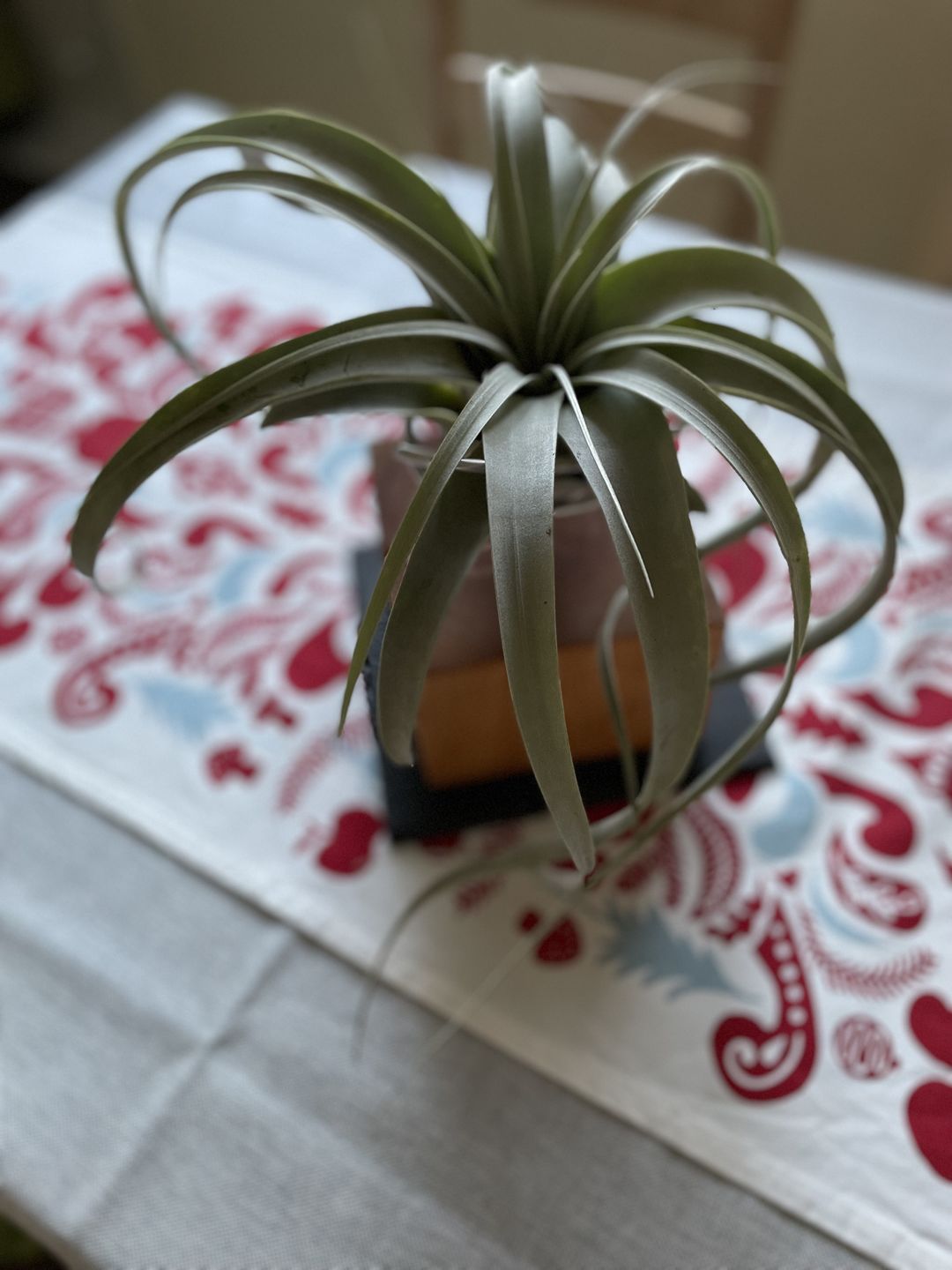 Customer photo review of Tilly Xylo - Gigant