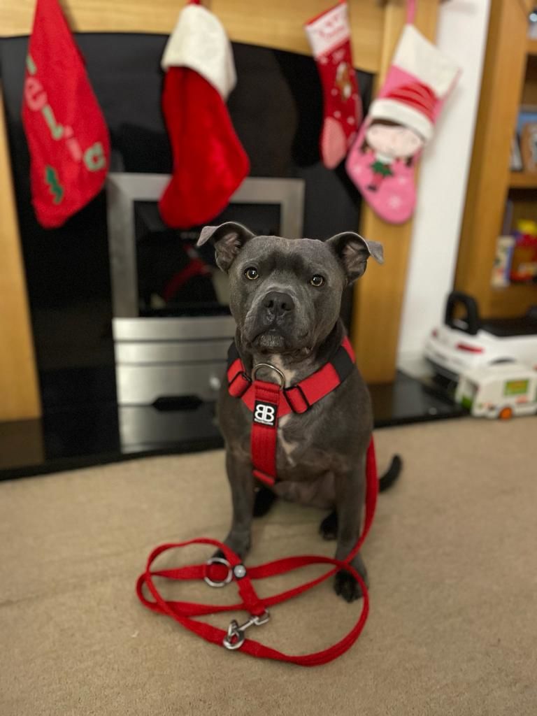 Customer photo review of Double Ended Training Lead | All Breeds - Durable & Soft 2m Lead - Red