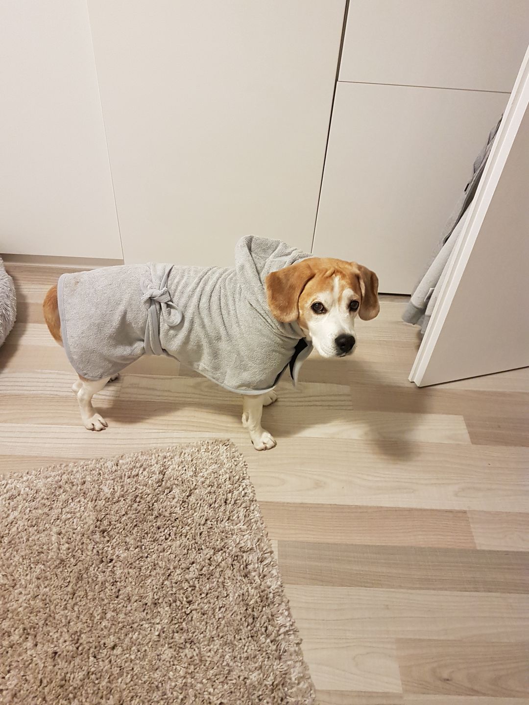Customer photo review of Premium Hunde Bademantel