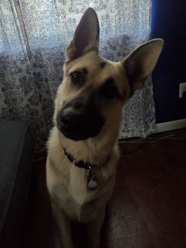 Customer photo review of Explorer