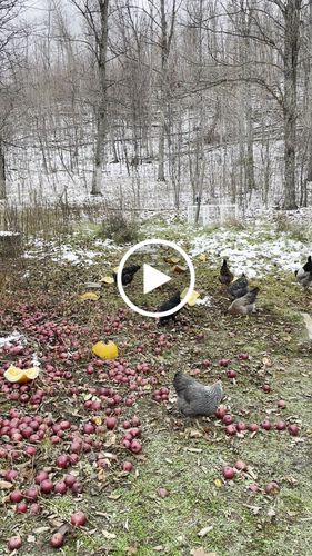 Customer video review of GrubTerra Dried Black Soldier Fly Larvae