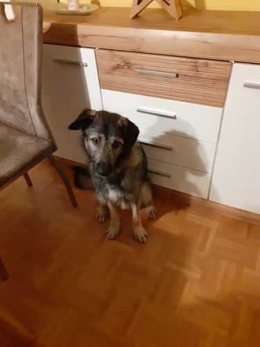 Customer photo review of Shiny Hair