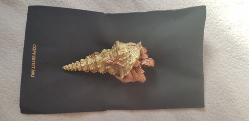 Customer photo review of Hermit Crab Bottle Opener