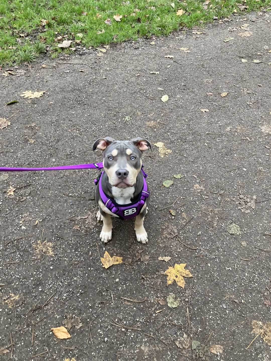 Customer photo review of Double Ended Training Lead | All Breeds - Durable & Soft 2m Lead - Purple
