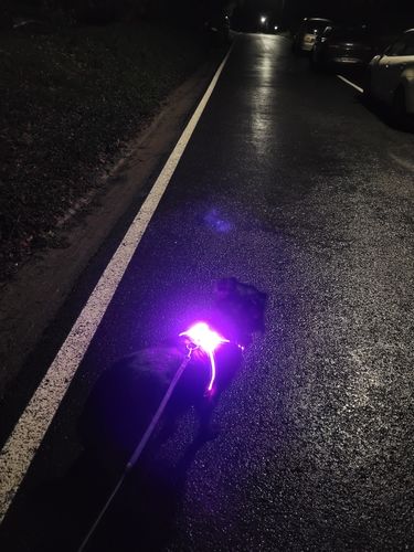 Customer photo review of LED Hunde Geschirr mit Farbverlauf USB