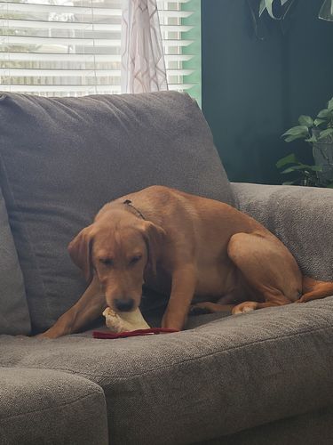 Customer photo review of Cow Ears For Dogs