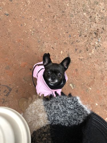 Customer photo review of Visibility Winter Jacket Pink for Dogs