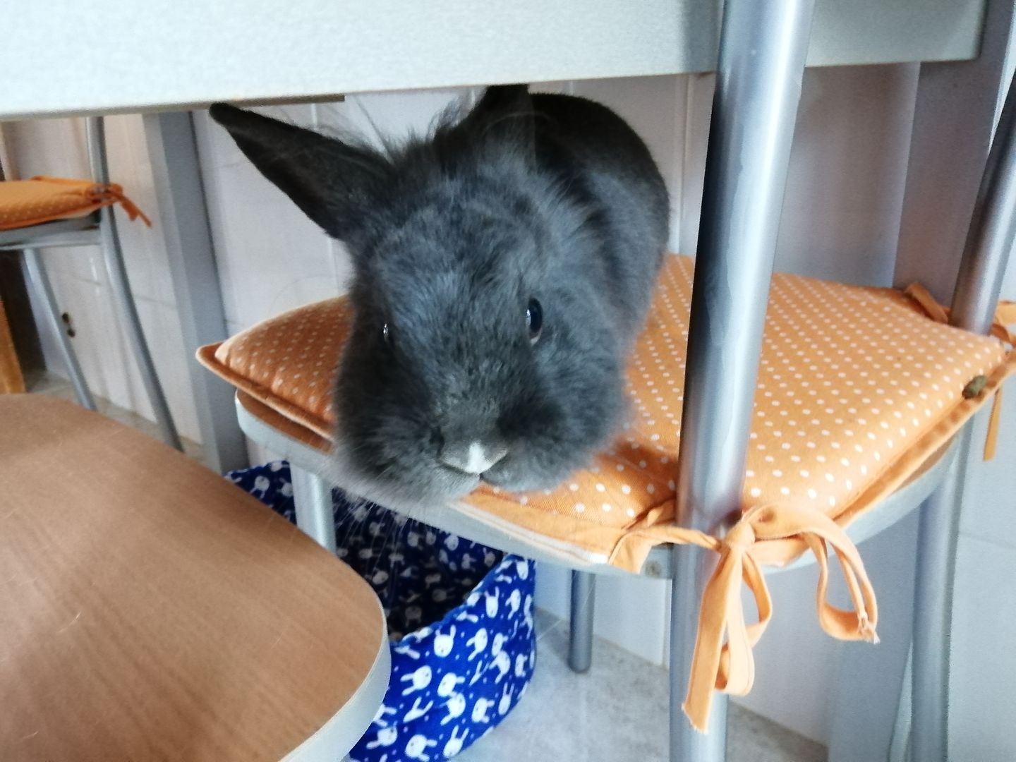 Customer photo review of Burgess Excel Adult Rabbit Nuggets With Mint (Mais opções disponiveis)