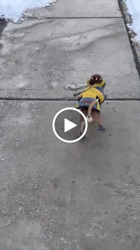 Customer video review of Protective Dog Boots All Weather