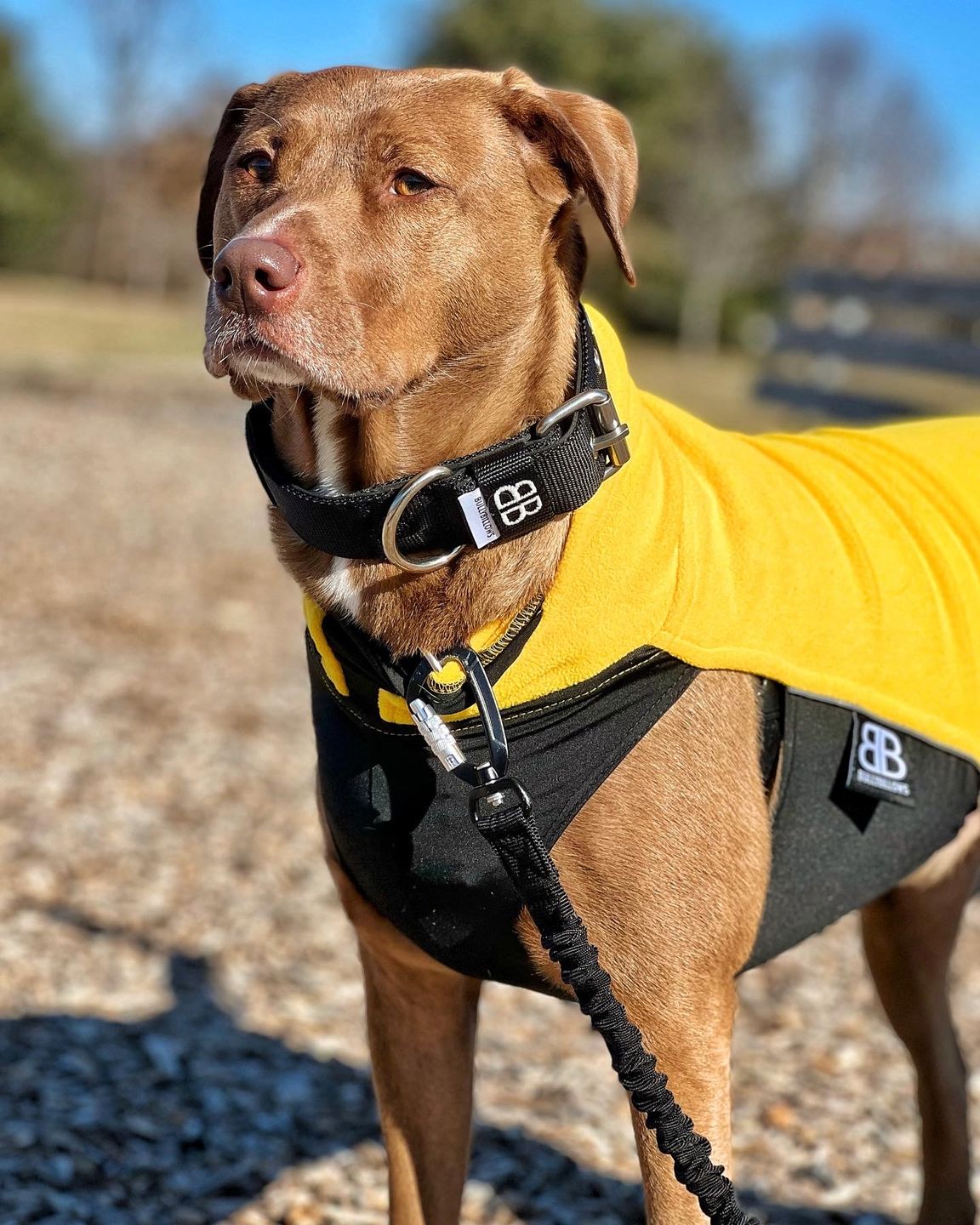 Customer photo review of 4cm Nylon Dog Collar - Black v2.0