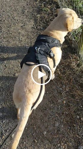 Customer video review of Ragnar Harness