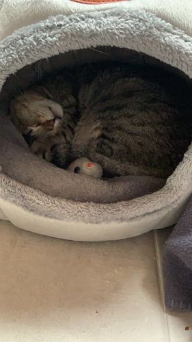 Customer photo review of Cosy Calming Cat Cave