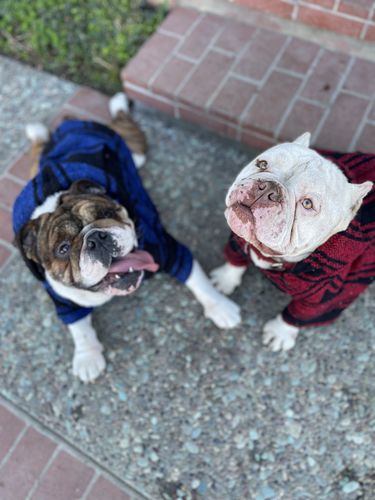 Customer photo review of Playa Poncho