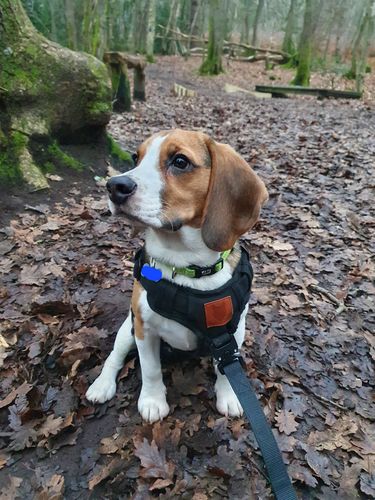 Customer photo review of Odin Harness
