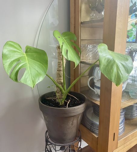 Customer photo of The Original Bendable Moss Pole™ - Best Seller (Pins Included) from Robyn L.