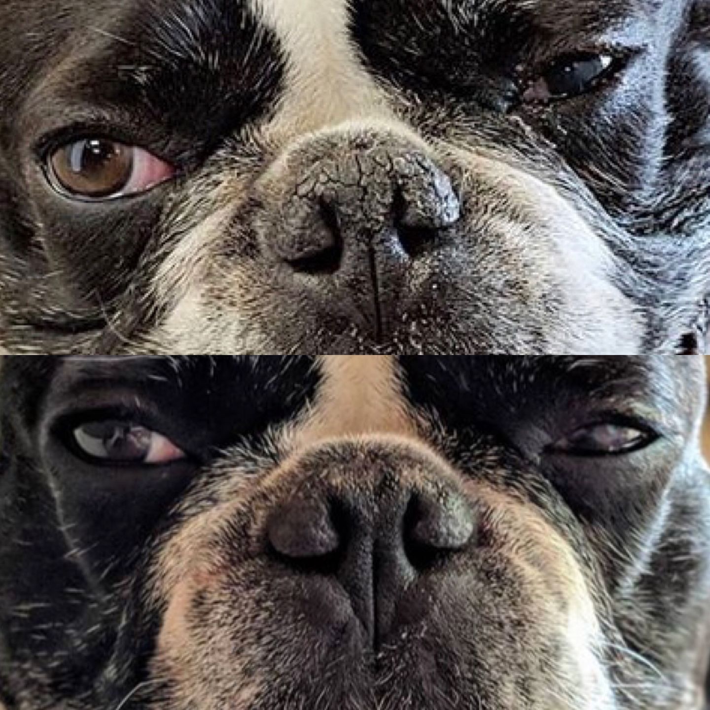 Customer photo review of Snout Balm