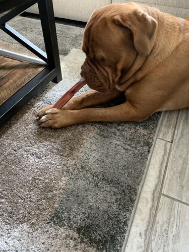 Customer photo review of 12 Inch Monster Bully Sticks