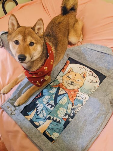 Customer photo review of Shiba In Japan