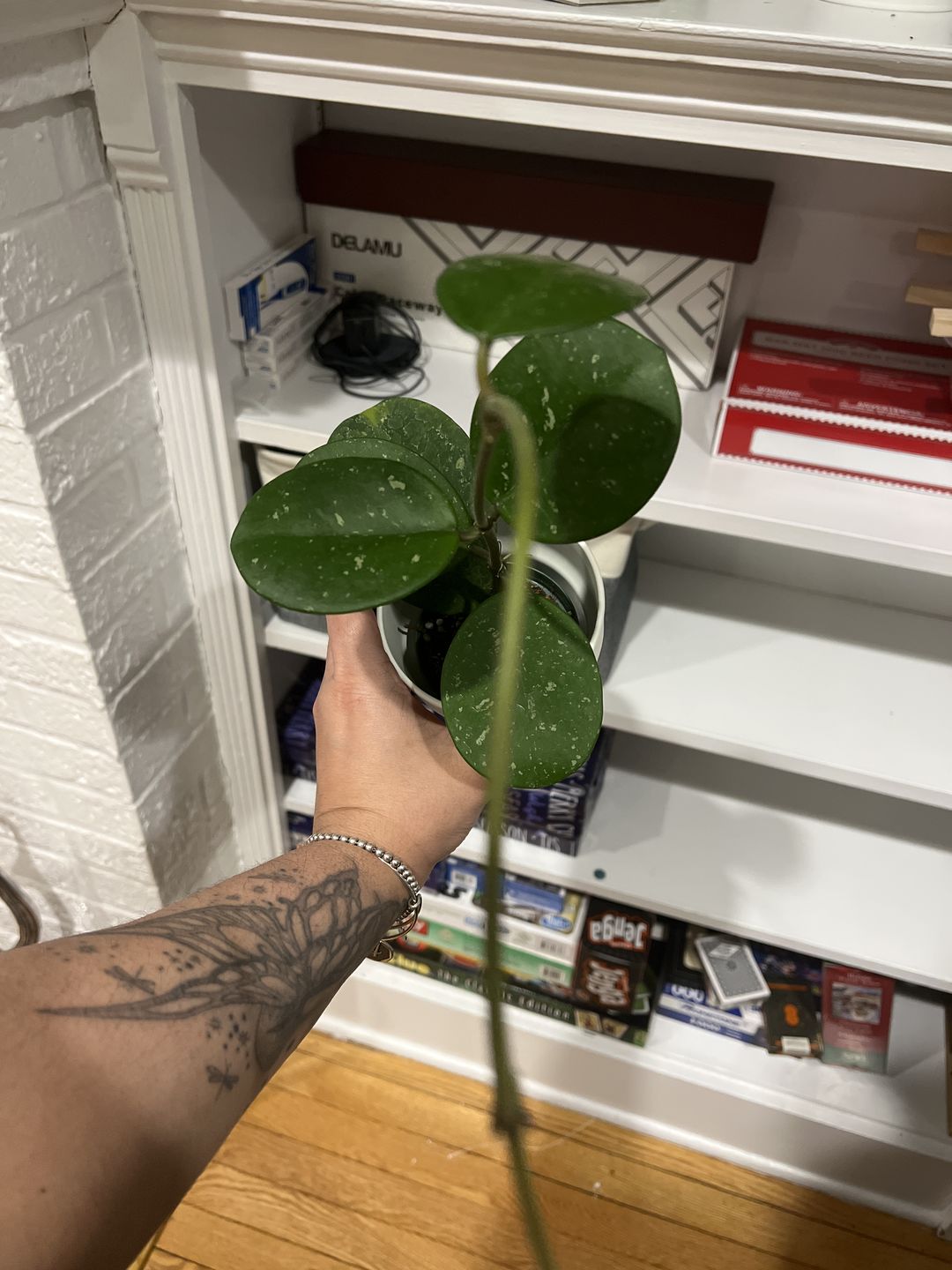 Customer photo review of 3" Hoya obovata