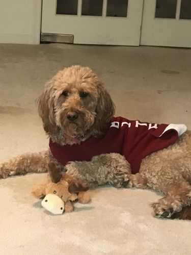 Customer photo review of Brew Biscuits with Bacon Dog Treats