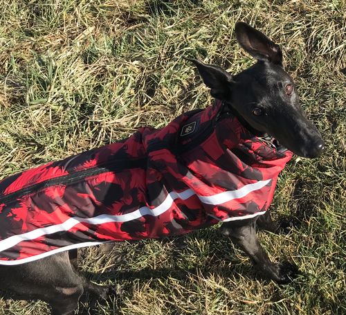 Customer photo review of Pfotenlove - Wärmender & Wasserfester Regen -und Schneeschutzmantel - Design Yellow Edition