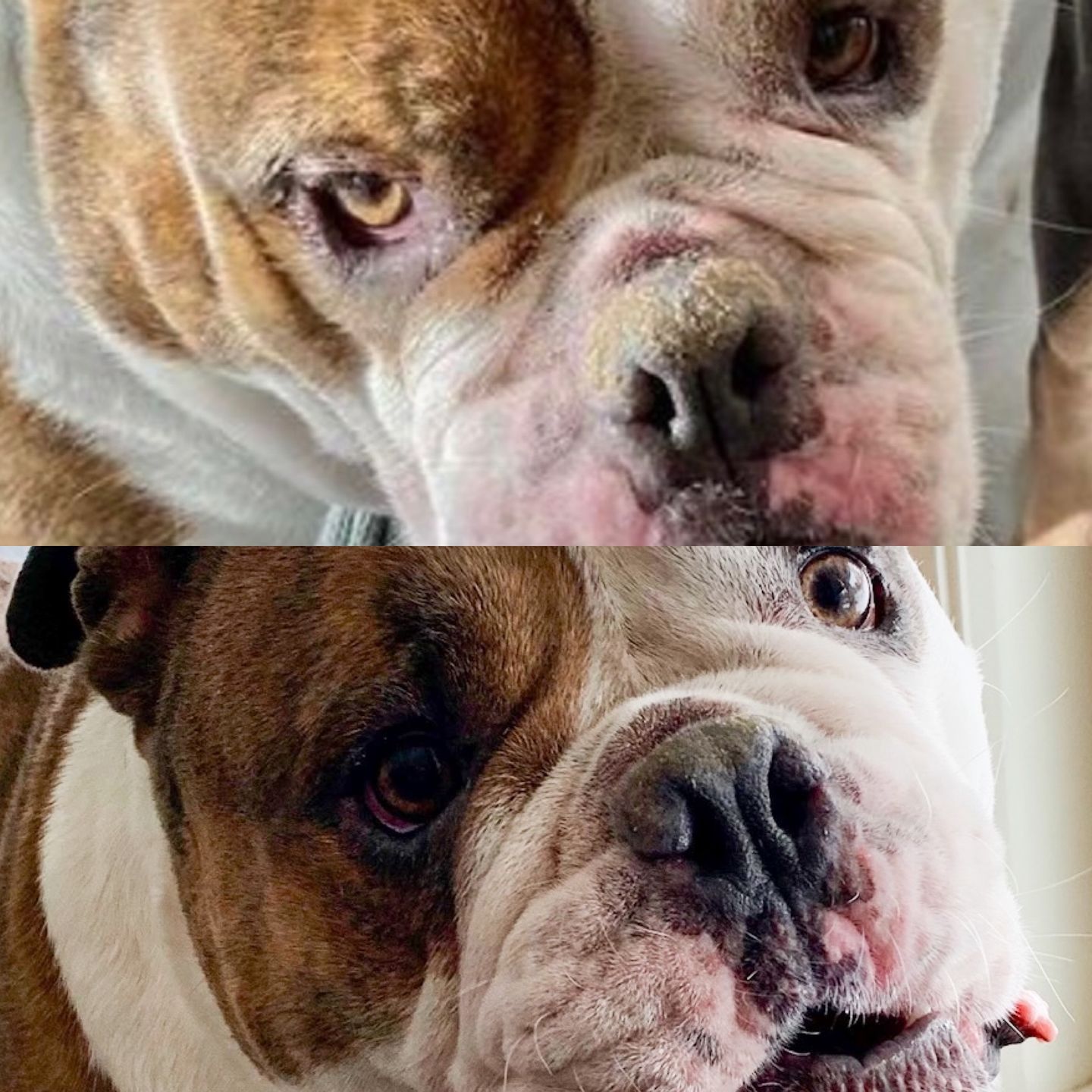 Customer photo review of Snout Balm