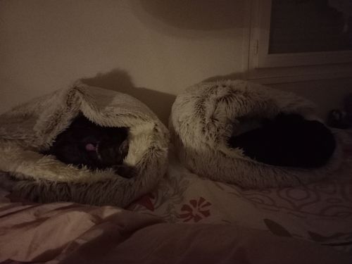 Customer photo review of Coussin Pour Chat Confort & Apaisant